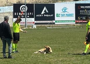Amatör maçta sahaya giren köpeğe kırmızı kart!