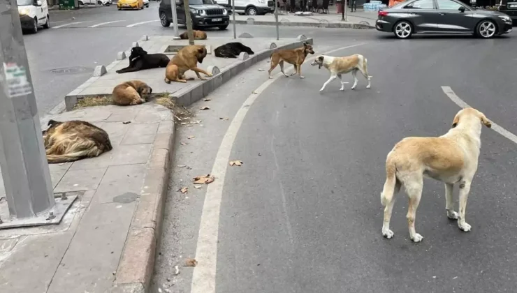 AYM’den Sokak Hayvanları Yasası’nın iptal istemine ret