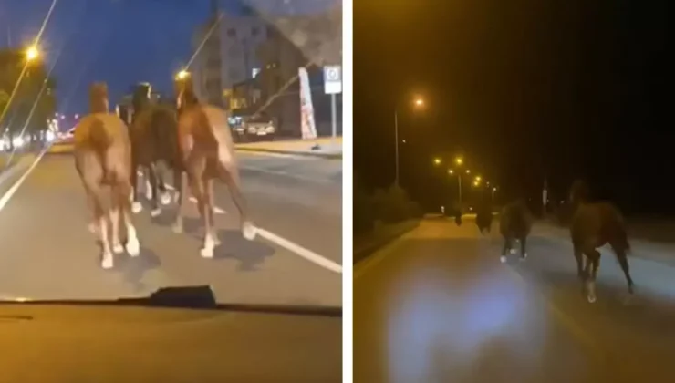 Bir dönem Türkiye’nin en zengin iş insanıydı! Çiftliğindeki yarış atları kaçtı