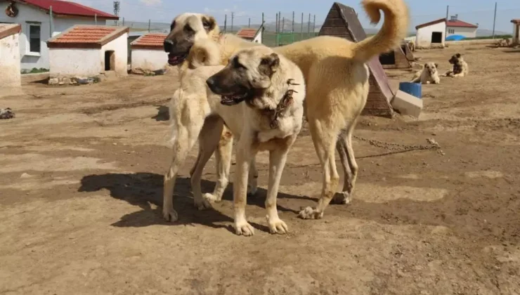 Dünyada eşi benzeri bulunmayan Kangallara 3 ülke talip oldu