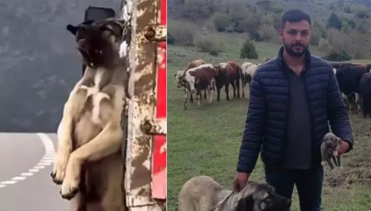 Kamyon kasasında sarkan köpeğin sahibi konuştu! İşte olayın iç yüzü