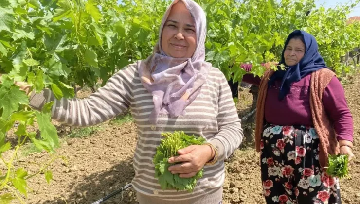 Kilosunu 70 TL’ye satıyorlar hiç masrafı yok