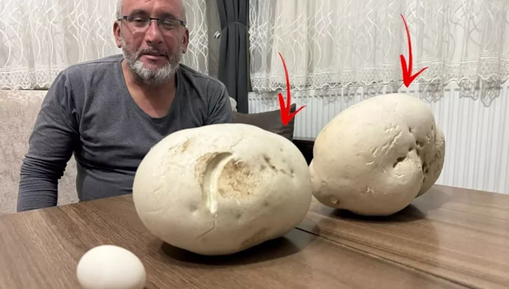 Yürüyüşe çıktığı kırsal alanda dev mantarlar buldu